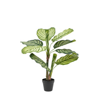 Potted Calathea Leaf Tree 2ft