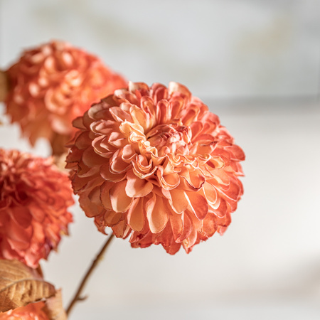Faux Stem Dahlia Orange 730mm (6pk)