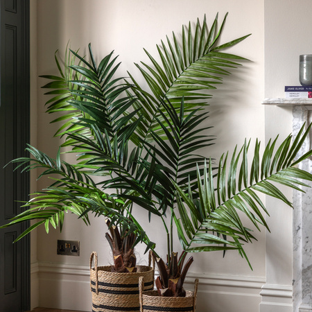 Potted King Kentia Palm Tree 4ft