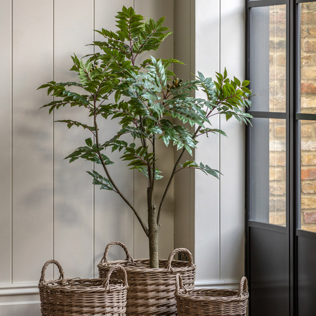 Potted Chinese White Olive Tree 5ft