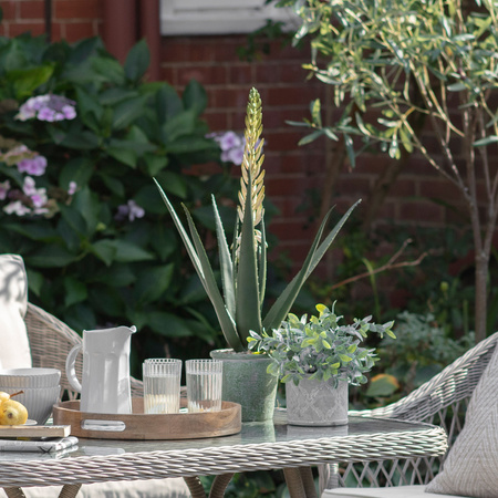 Potted Aloe with Flowers Green White H660mm