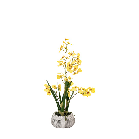 Orchid Yellow in Low Ceramic Pot 580mm