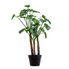 Potted Monstera Green H780mm
