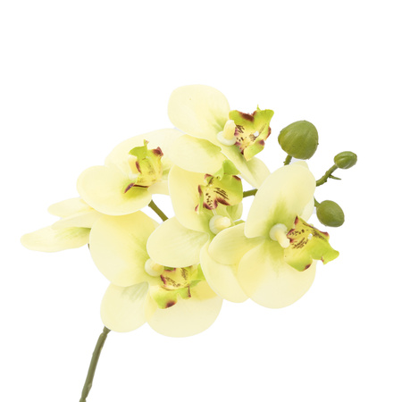 Orchid Cream in Ribbed White Ceramic Pot 320mm