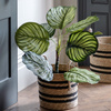 Potted Calathea Leaf Tree 2ft