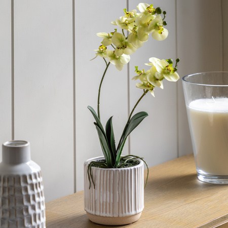 Orchid Cream in Ribbed White Ceramic Pot 440mm