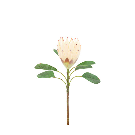 Faux Stem Statement Tropical Ivory 470mm (12pk)