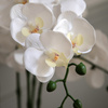 Oversized Orchid in Cement Pot White 545x545x650mm
