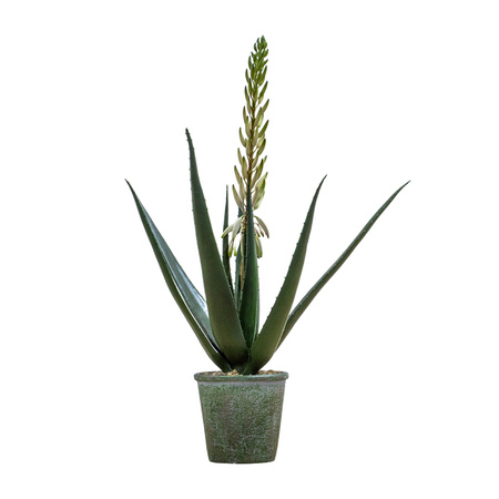 Potted Aloe with Flowers Green White H660mm