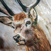 Woodland Stag Cushion 500x500mm