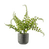 Potted Royal Fern 250x250x270mm