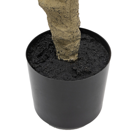 Potted Rhodoleia 5ft Tree