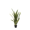 Potted Sansevieria Plant 4ft
