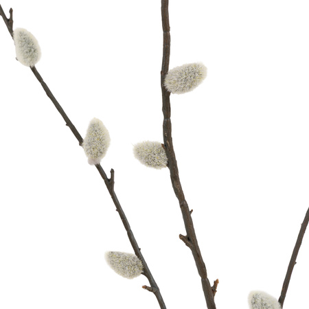 Faux Willow Stem (5pk) 40x250x800mm