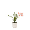 Orchid Pink in White Ceramic Dot Pot 400mm