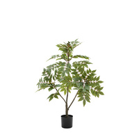 Potted Chinese White Olive Tree 3ft