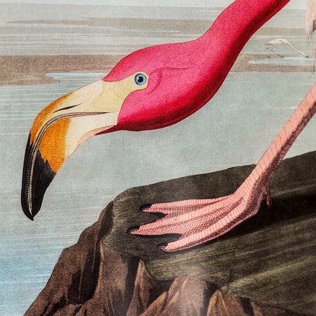 Wading Flamingo Framed Art 600x900mm