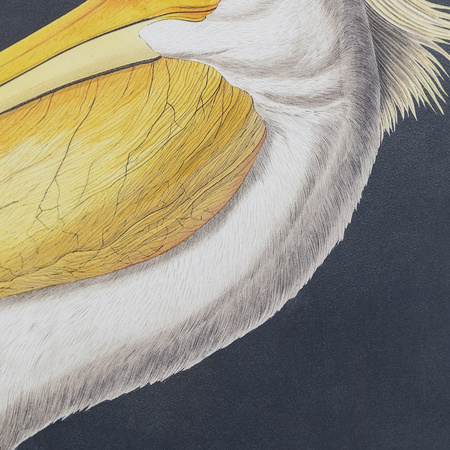 Pellicano Framed Art 600x900mm