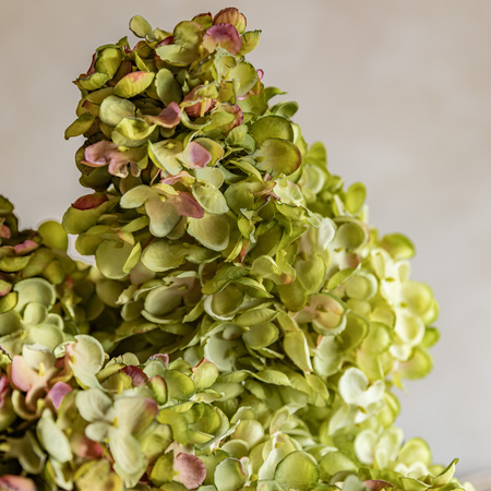 Vintage Cone Hydrandea Stem White (12pk)