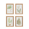 Assorted Ferns Framed Art Set of 4