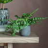 Potted Royal Fern 250x250x270mm