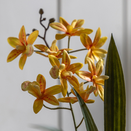 Orchid Orange in White Ceramic Dot Pot 400mm