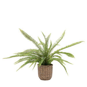 Potted Fern Plant 810mm
