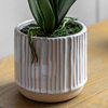 Orchid Cream in Ribbed White Ceramic Pot 440mm