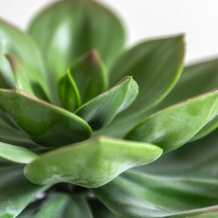 Potted Succulent in Ribbed Black Ceramic Pot