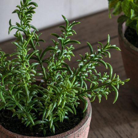 Potted Rosemary Terracotta 150x150x230mm