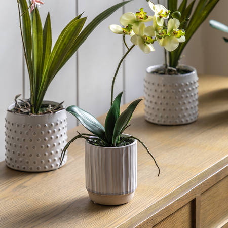 Orchid Cream in Ribbed White Ceramic Pot 320mm