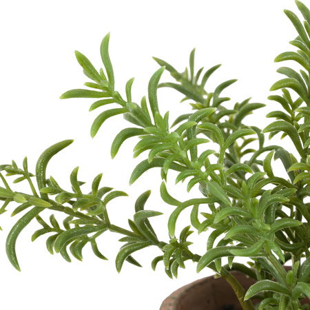 Potted Rosemary Terracotta 150x150x230mm