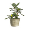 Potted Kalanchoe Pale Green 140x140x290mm