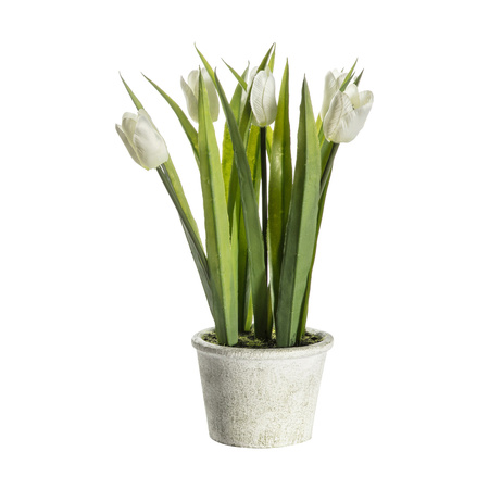Potted Tulips White 140x140x300mm