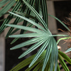 Potted Statement Palm 1170mm