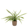 Potted Fern Plant 810mm