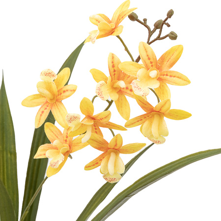 Orchid Orange in White Ceramic Dot Pot 400mm