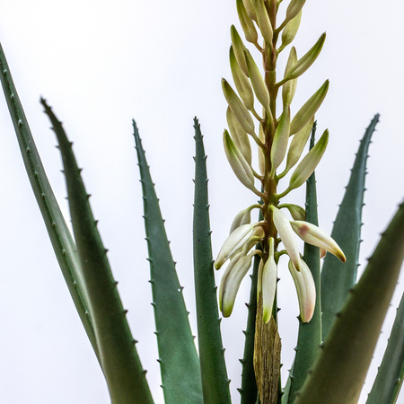 Potted Aloe with Flowers Green White H660mm
