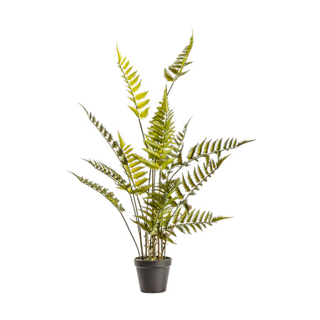 Potted Fern Bracken Large 360x360x910mm
