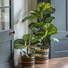 Potted Calathea Leaf Tree 2ft