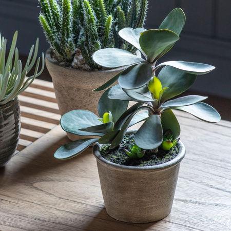 Potted Kalanchoe Pale Green 140x140x290mm