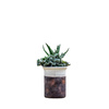 Potted Succulent mix Green H220mm
