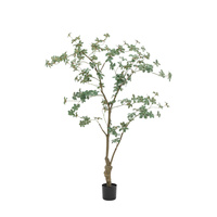 Potted Rhodoleia 5ft Tree