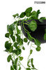 MOOSEE lampa wisząca PLANT czarna
