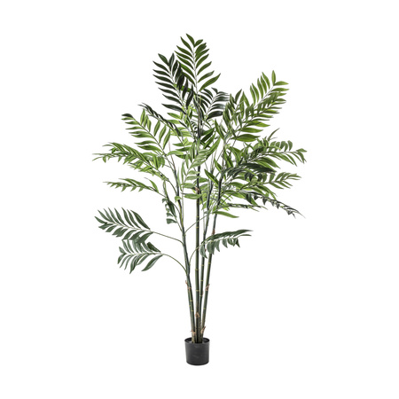 Palma areca duża 960 x 960 x 1520 mm