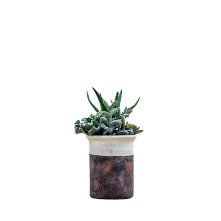 Potted Succulent mix Green H220mm