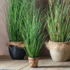 Potted Onion Grass Green 100mm
