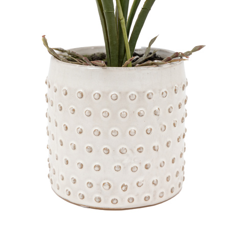 Orchid Pink in White Ceramic Dot Pot 400mm