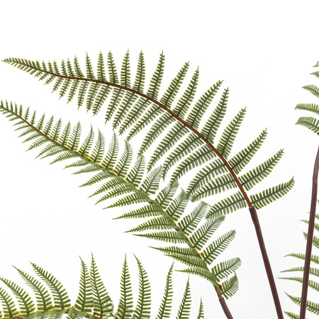 Tall Fern in Textured Grey Ceramic Pot