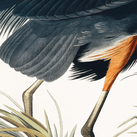 Vintage Blue Heron Small Framed Art 440x30x540mm